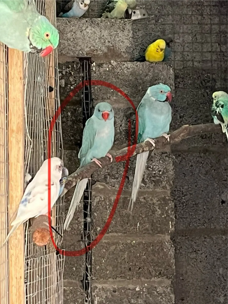 Ringneck mutation 2025 and proven pair blue - Image 3