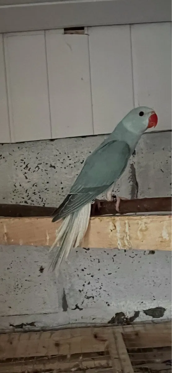 Ringneck mutation 2025 and proven pair blue - Image 4