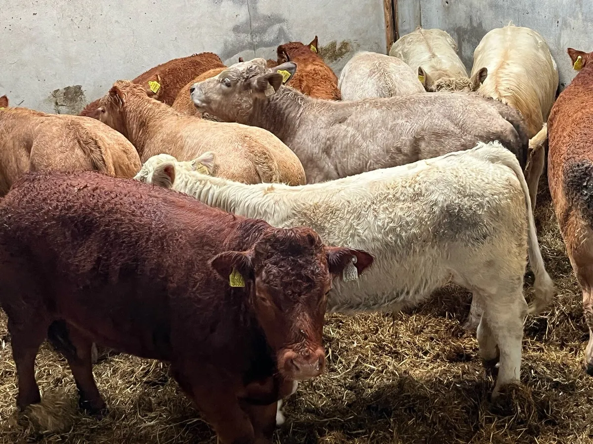12 Super 380Kg CH & LIM Bull Weanlings - Image 1