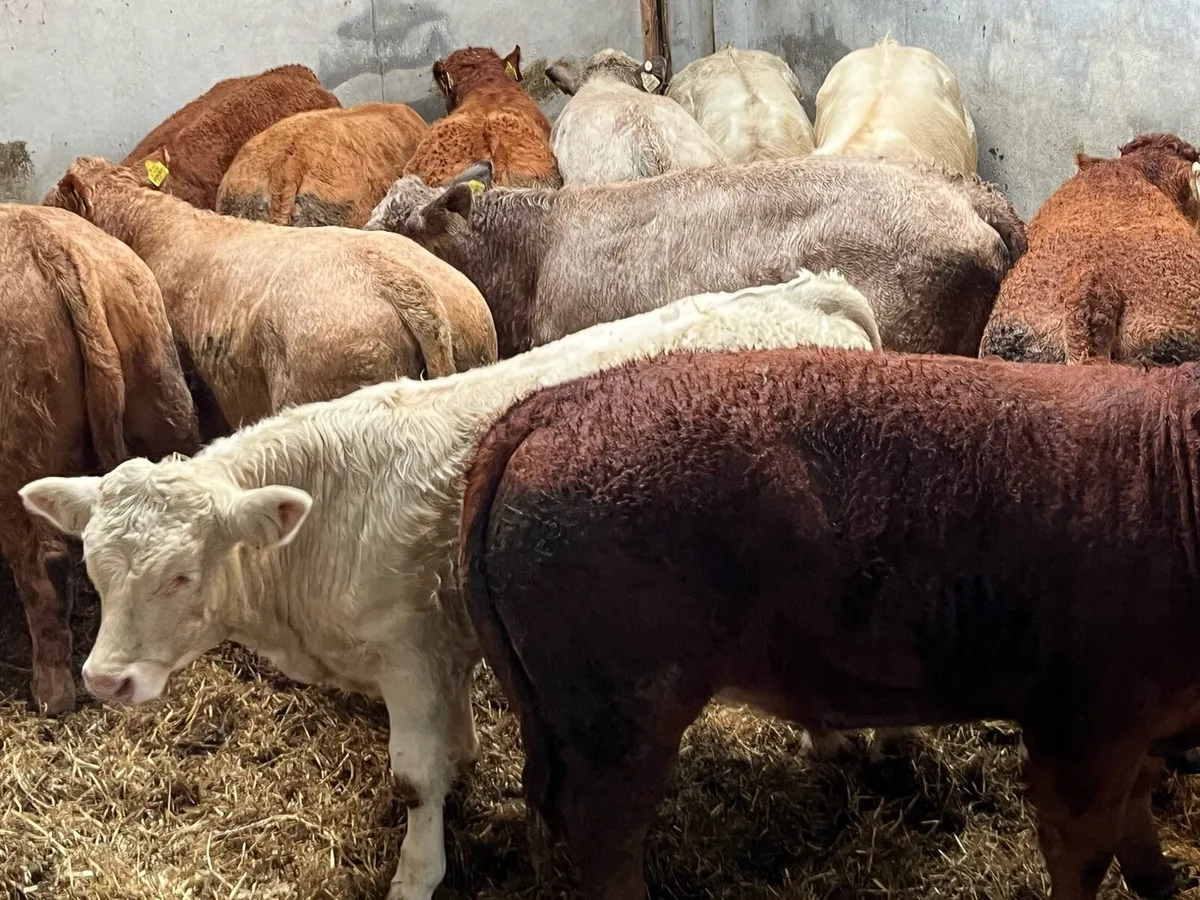 12 Super 380Kg CH & LIM Bull Weanlings - Image 2