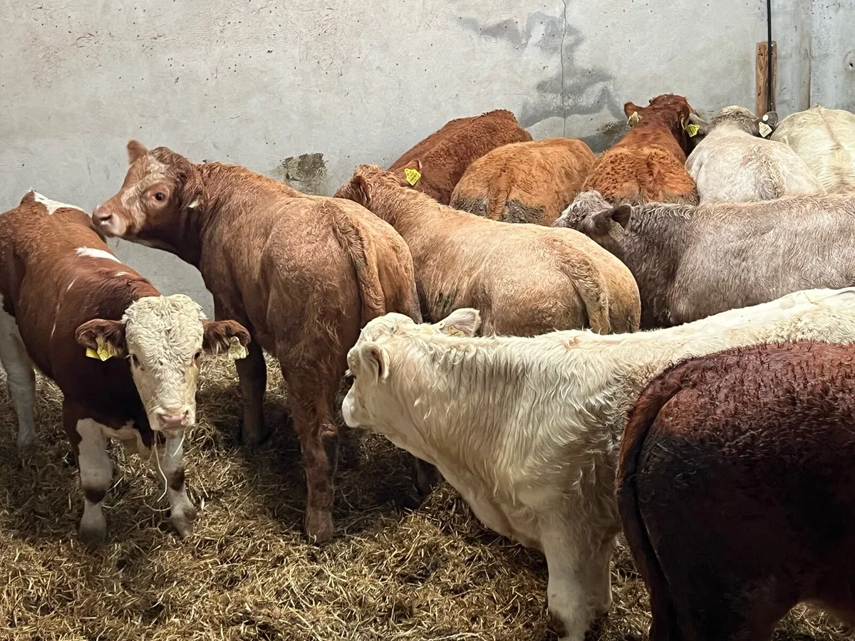 12 Super 380Kg CH & LIM Bull Weanlings - Image 3