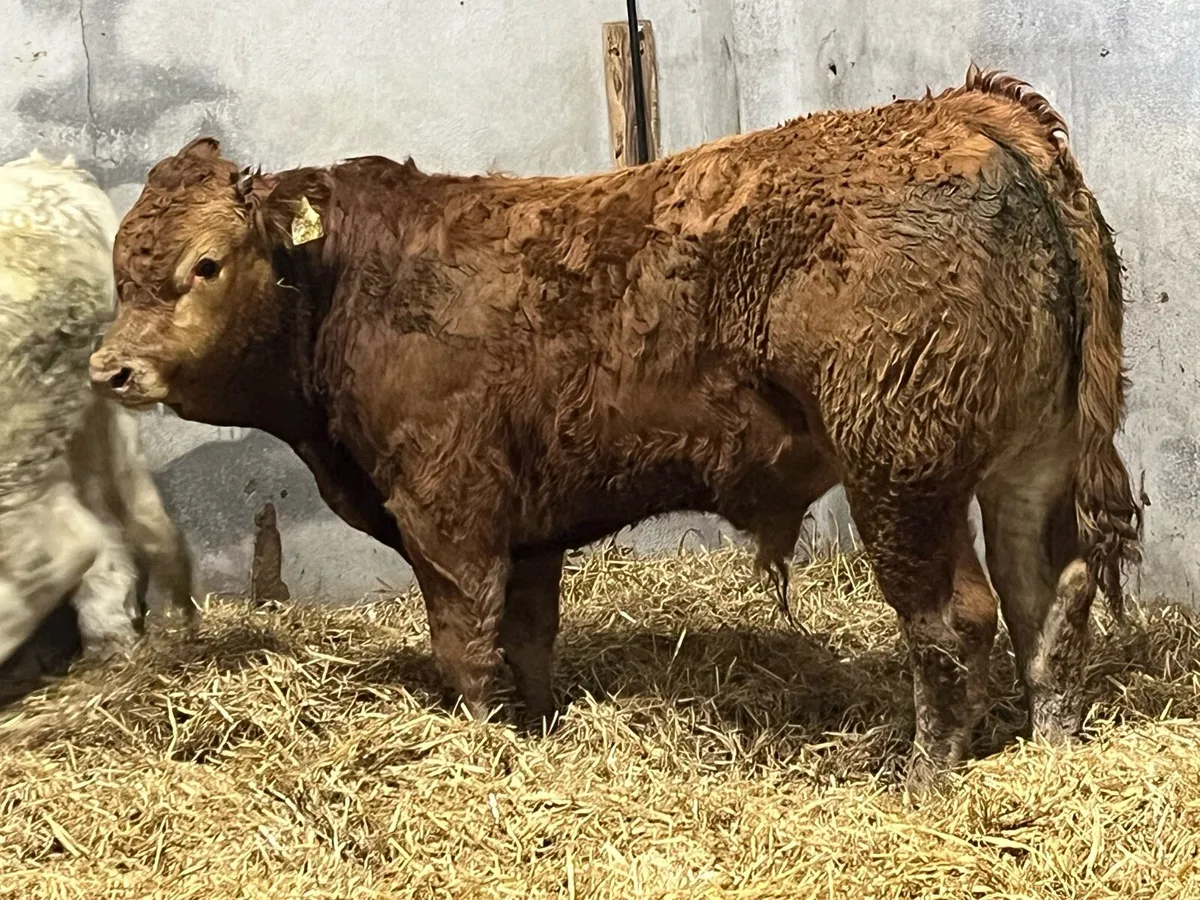 12 Super 380Kg CH & LIM Bull Weanlings - Image 4