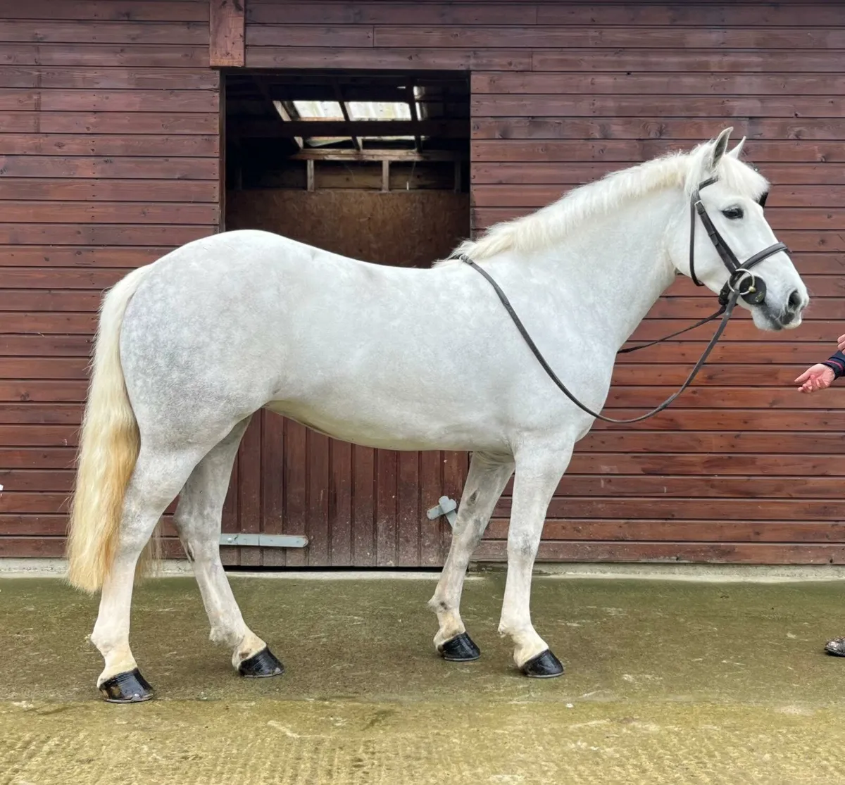 Quiet Grey Pony, Great All-Rounder - Image 1