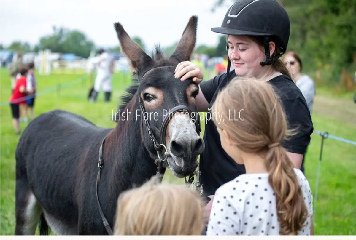 Attention Mare Donkeys Ballycastle lad at Stud - Image 2