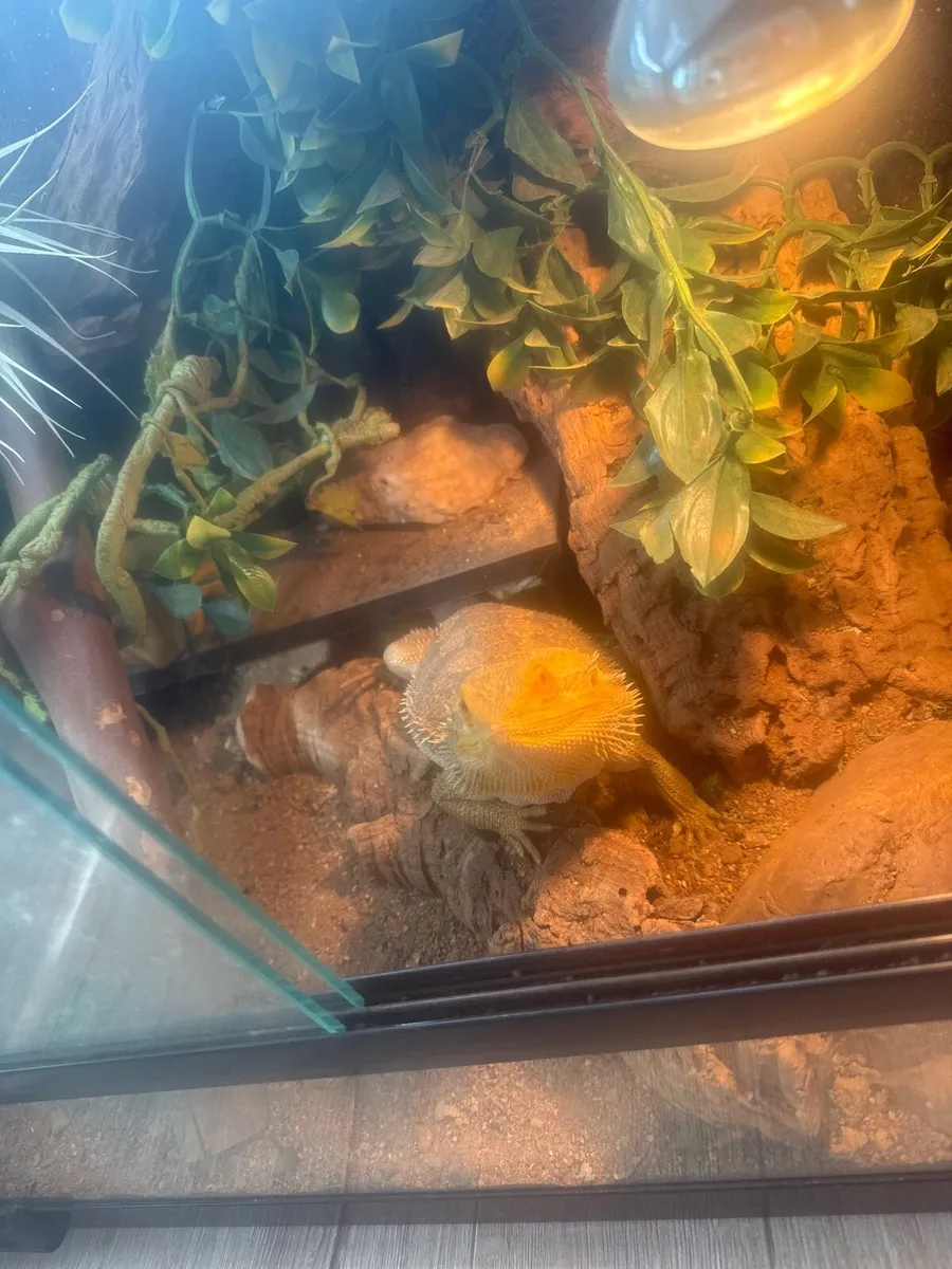 Breaded dragons - Image 2