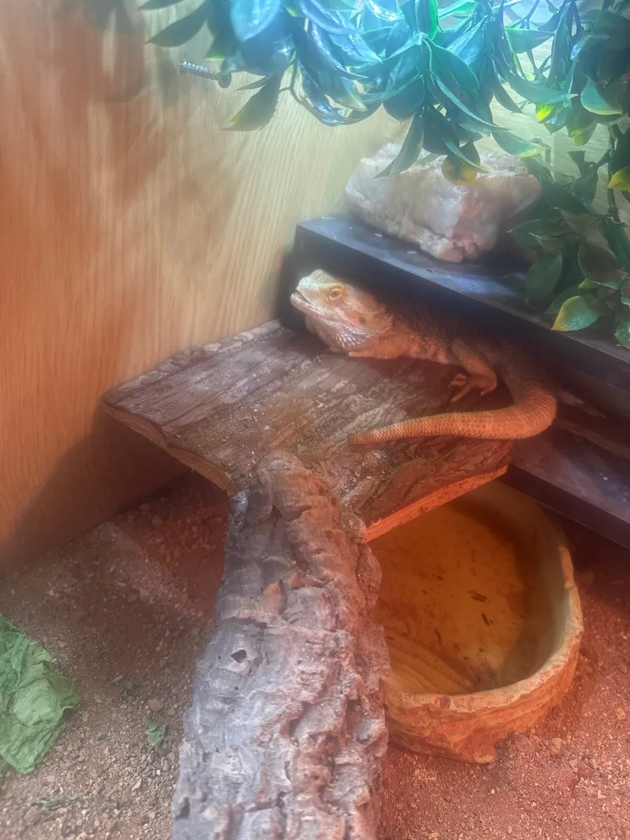 Breaded dragons - Image 3