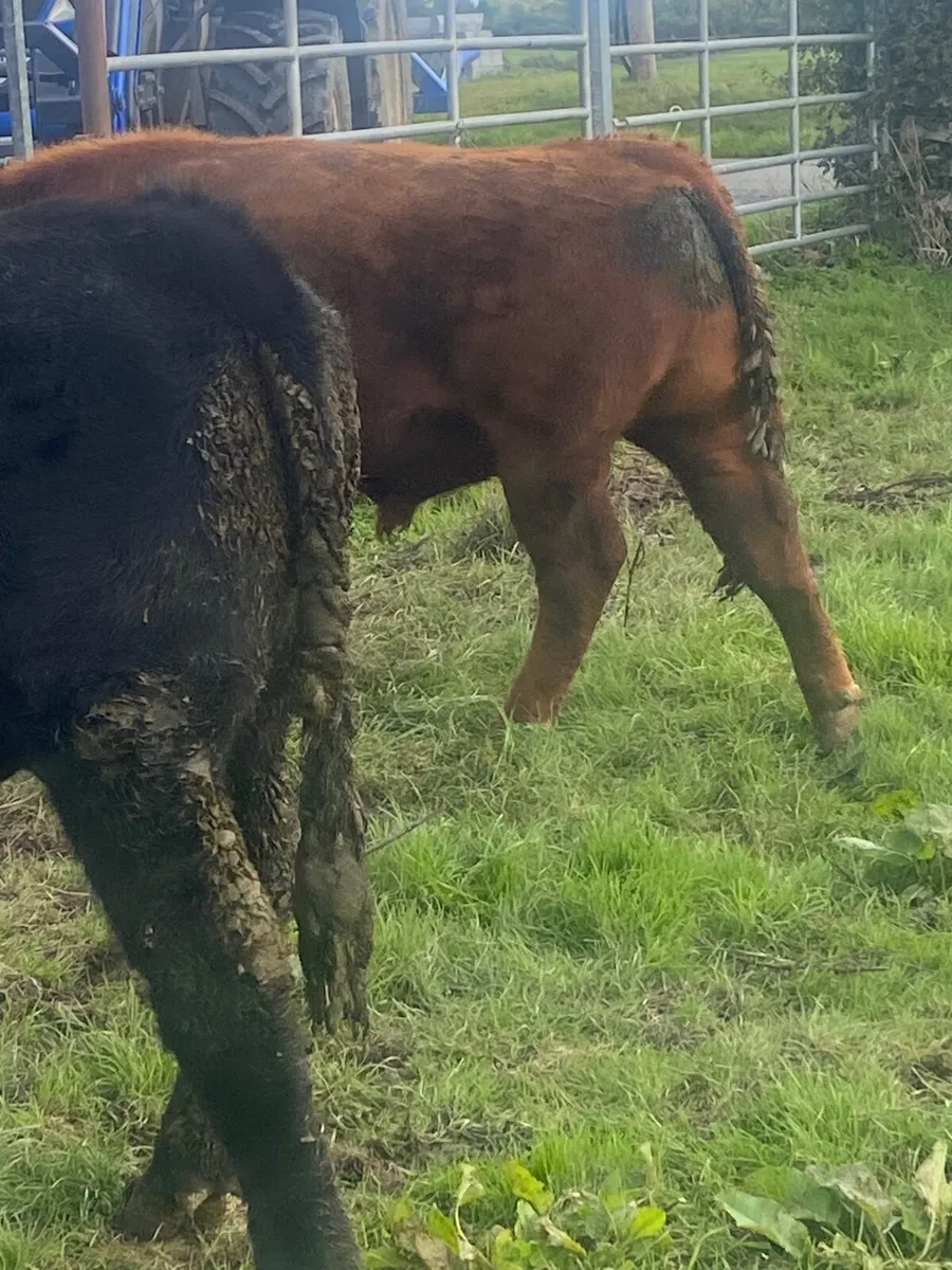 PBR Angus Bulls - Image 3