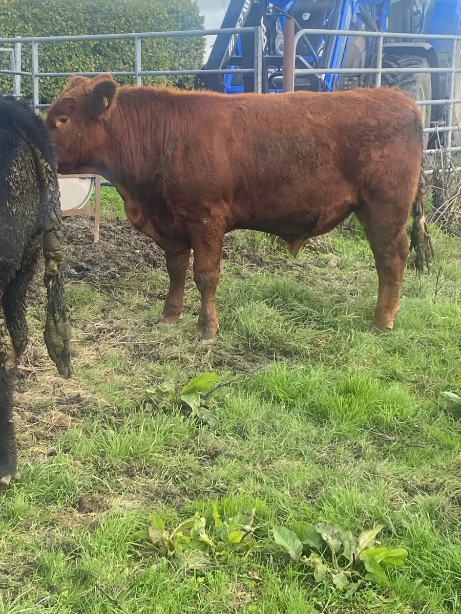 PBR Angus Bulls - Image 4