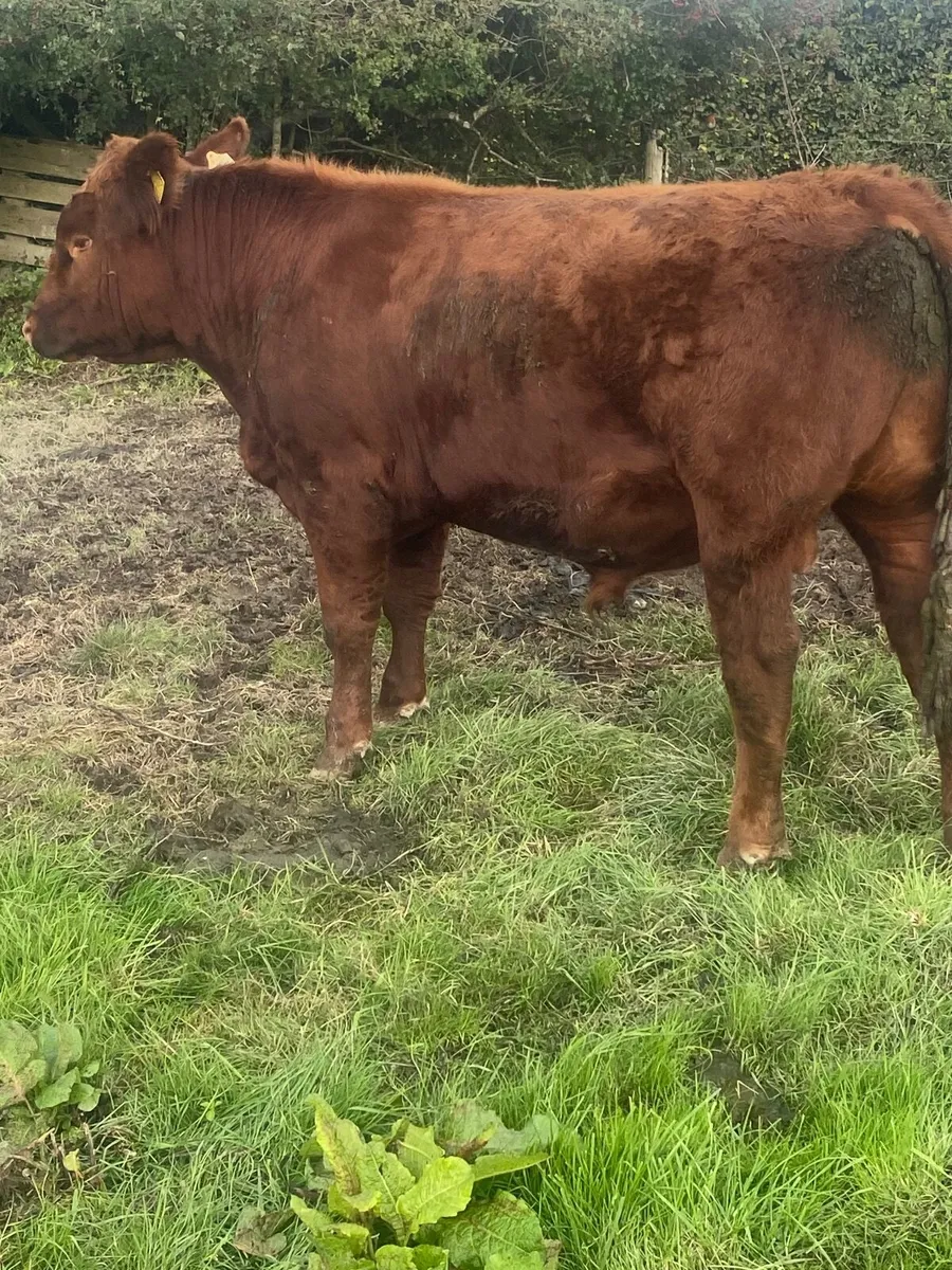 PBR Angus Bulls - Image 1