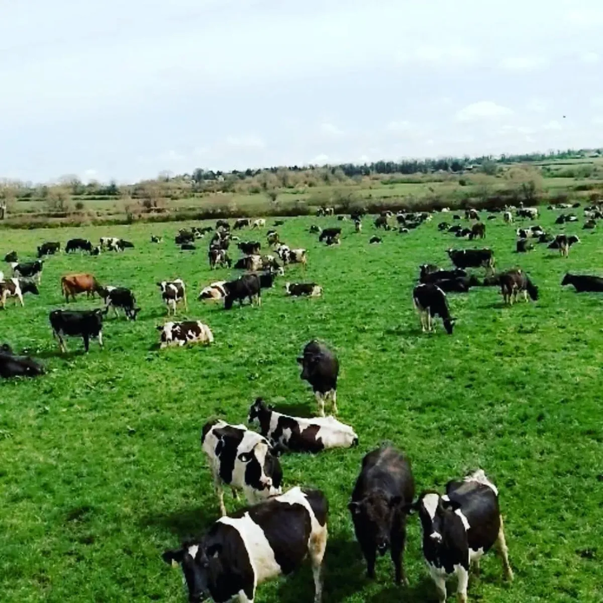 EMPTY COWS WANTED