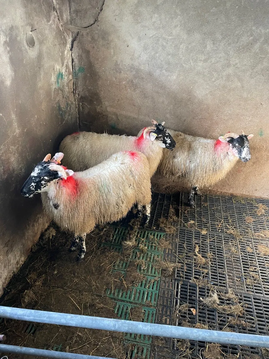 Ewe lambs - Image 1