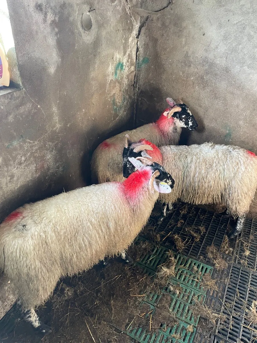 Ewe lambs - Image 2