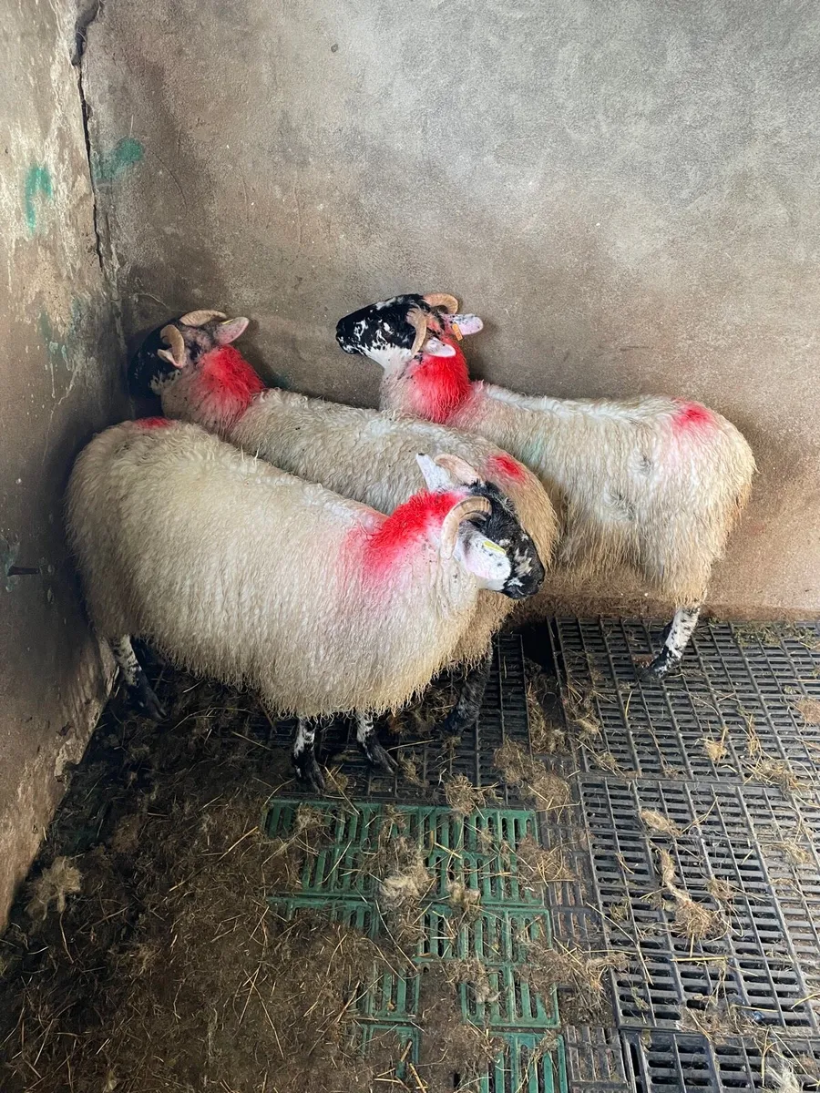 Ewe lambs - Image 3