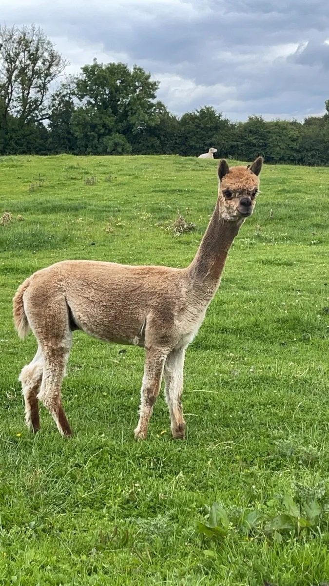 Male Alpaca - Image 1