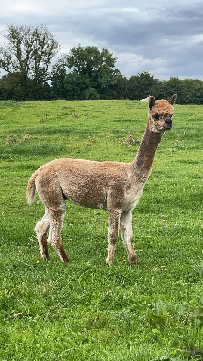 Male Alpaca - Image 2