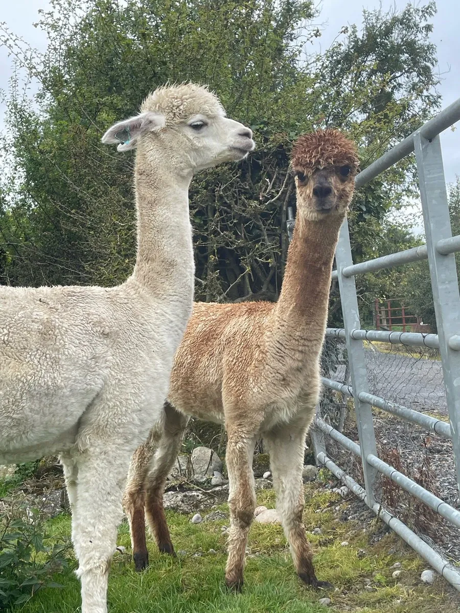 Male Alpaca - Image 3