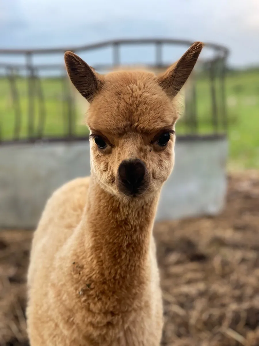 Male Alpaca - Image 4