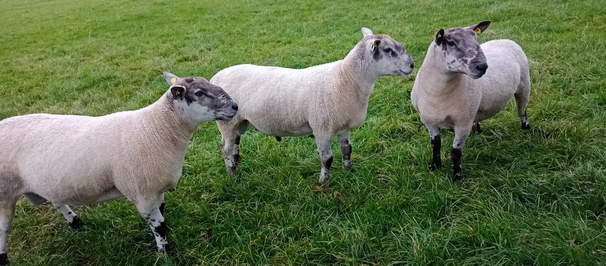 Rams - Image 1