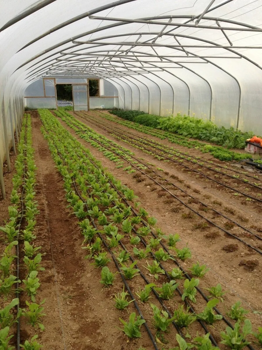 Polytunnel - Image 3