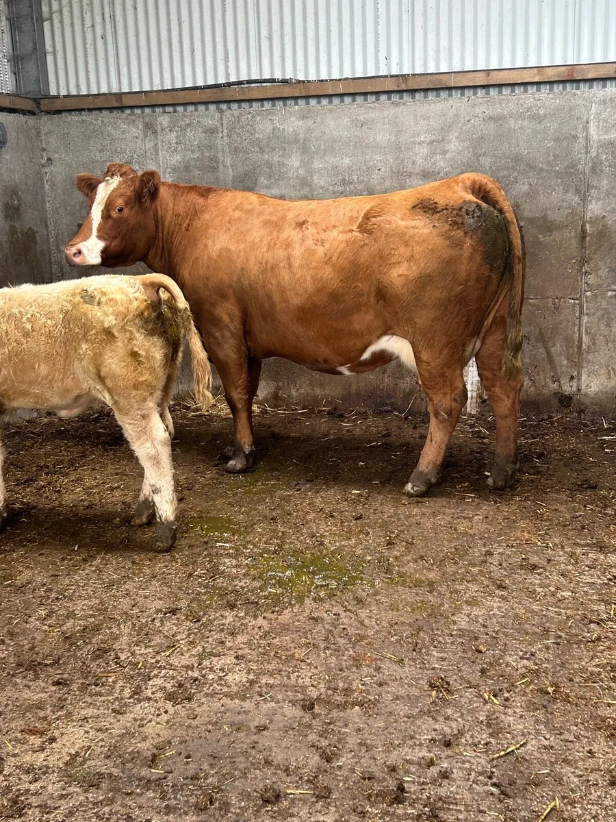 ⭐️⭐️⭐️Super cow and Charolais heifer calf⭐️⭐️⭐️ - Image 2