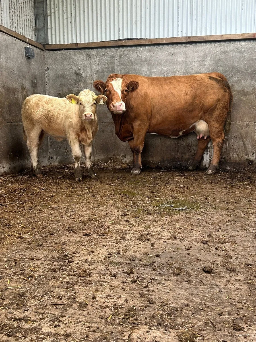 ⭐️⭐️⭐️Super cow and Charolais heifer calf⭐️⭐️⭐️ - Image 1