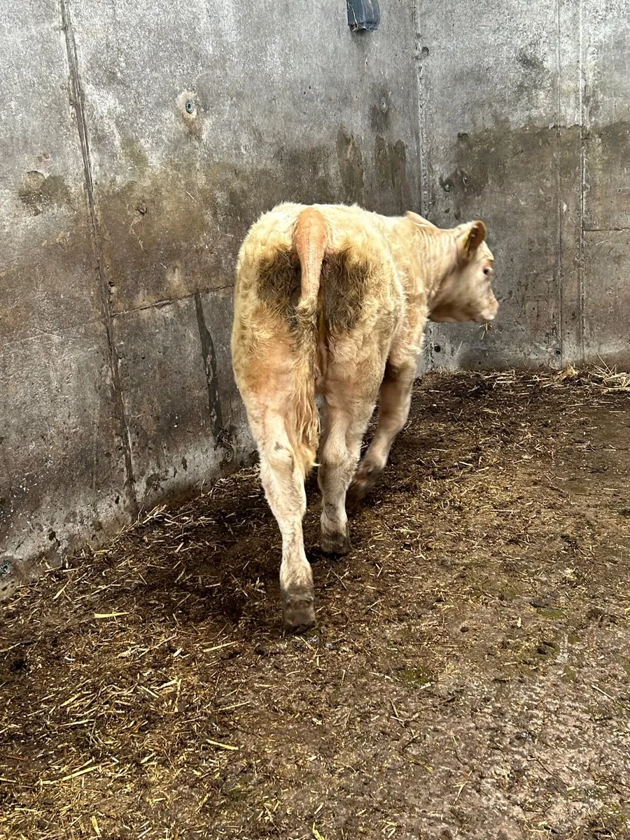 ⭐️⭐️⭐️Super cow and Charolais heifer calf⭐️⭐️⭐️ - Image 3