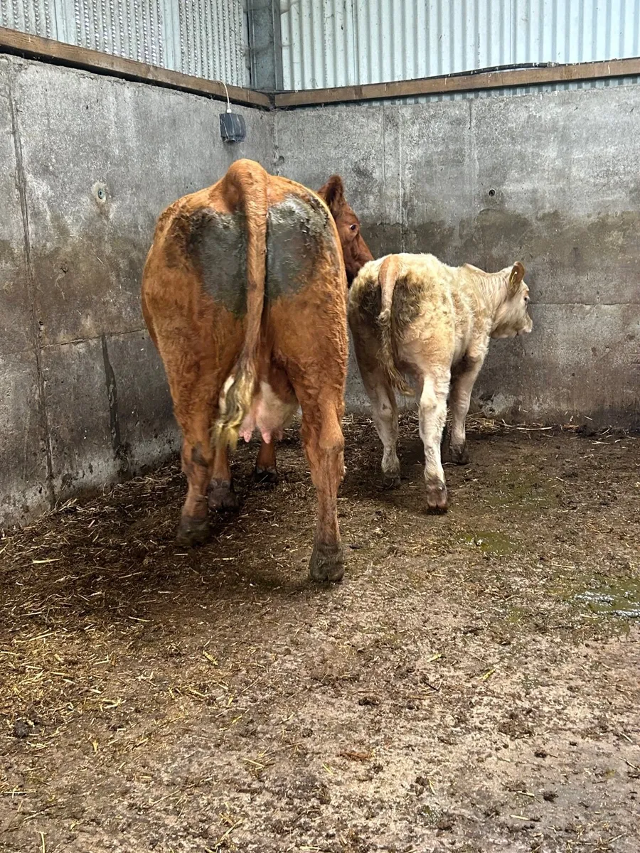 ⭐️⭐️⭐️Super cow and Charolais heifer calf⭐️⭐️⭐️ - Image 4