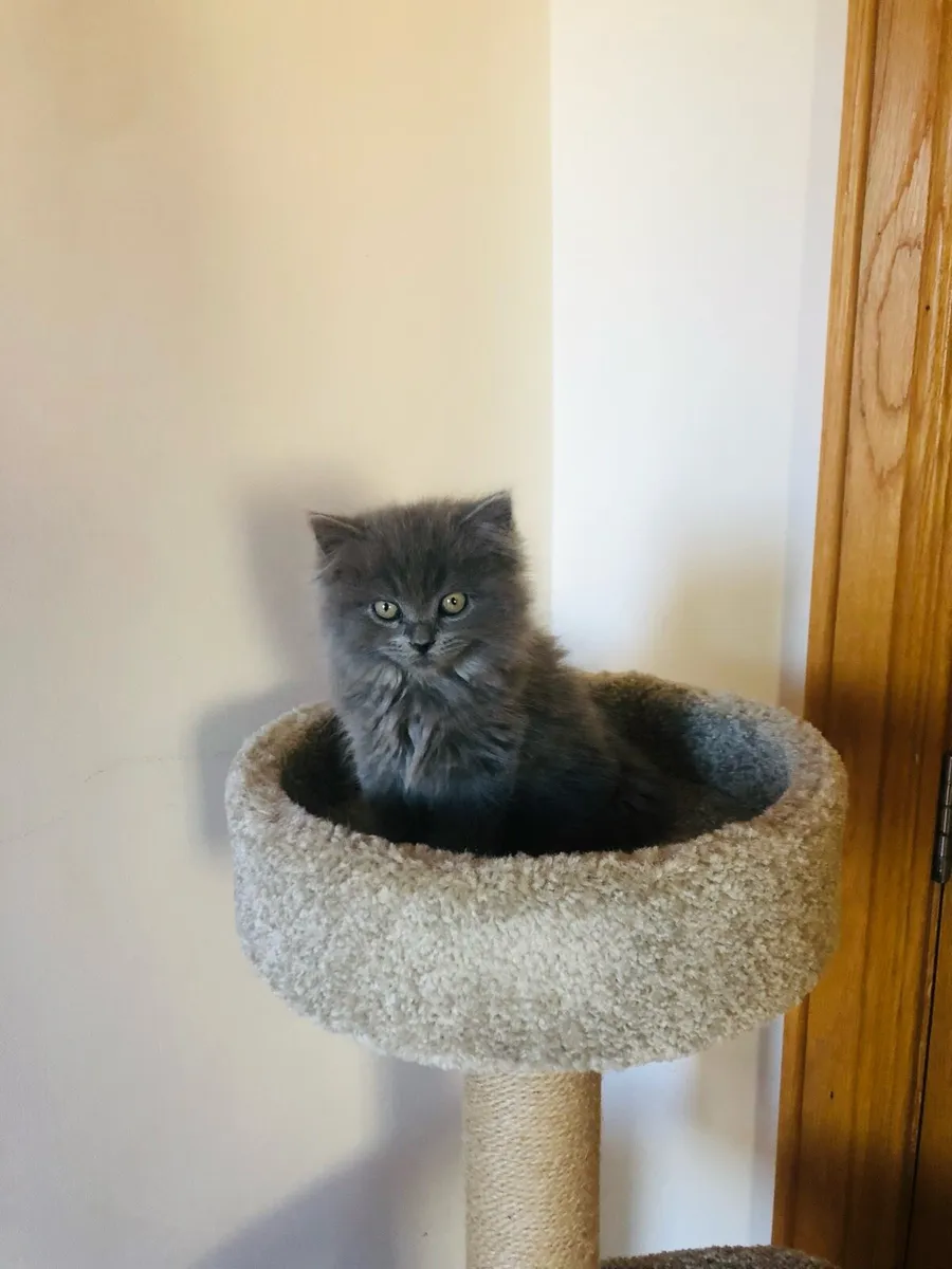 British Longhair kittens - Image 1