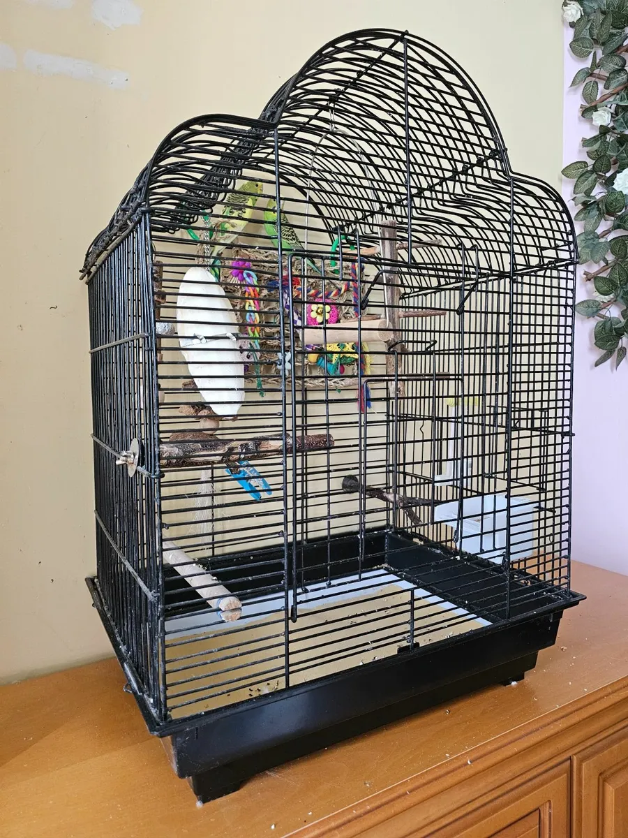 Budgies with cage and all toys - Image 1