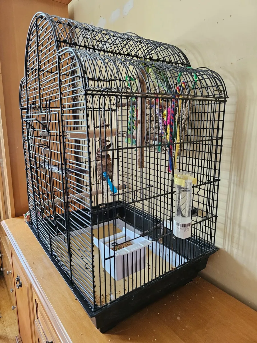 Budgies with cage and all toys - Image 2