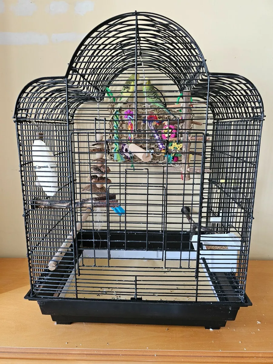 Budgies with cage and all toys - Image 3