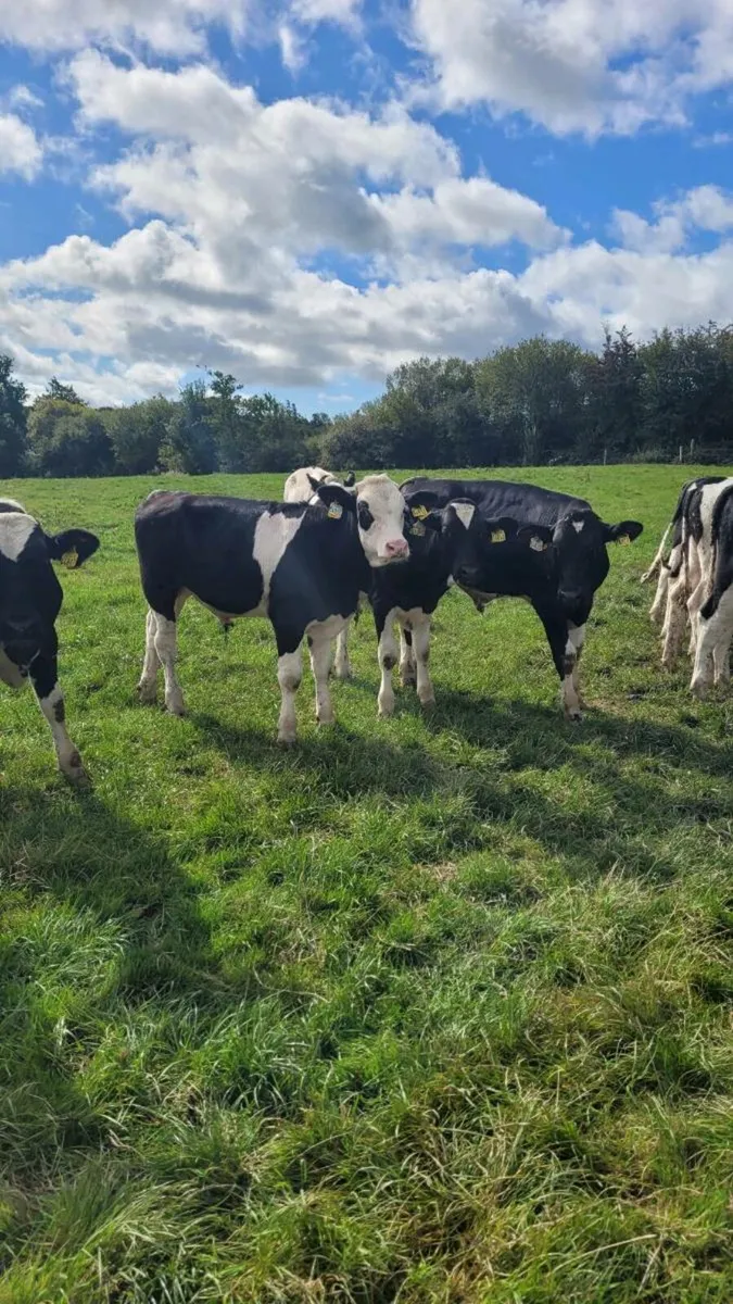 simmental weanling bulls - Image 1