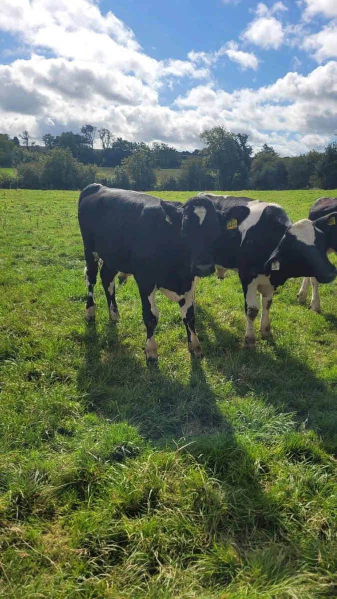 simmental weanling bulls - Image 2