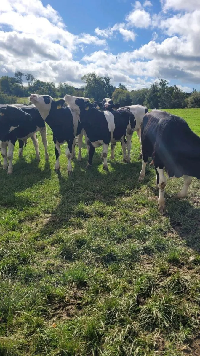 simmental weanling bulls - Image 3