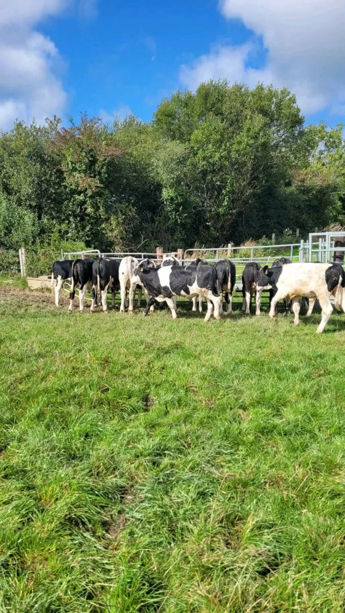 simmental weanling bulls - Image 4