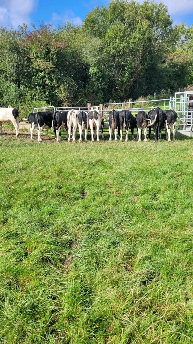 simmental weanling bulls - Image 3