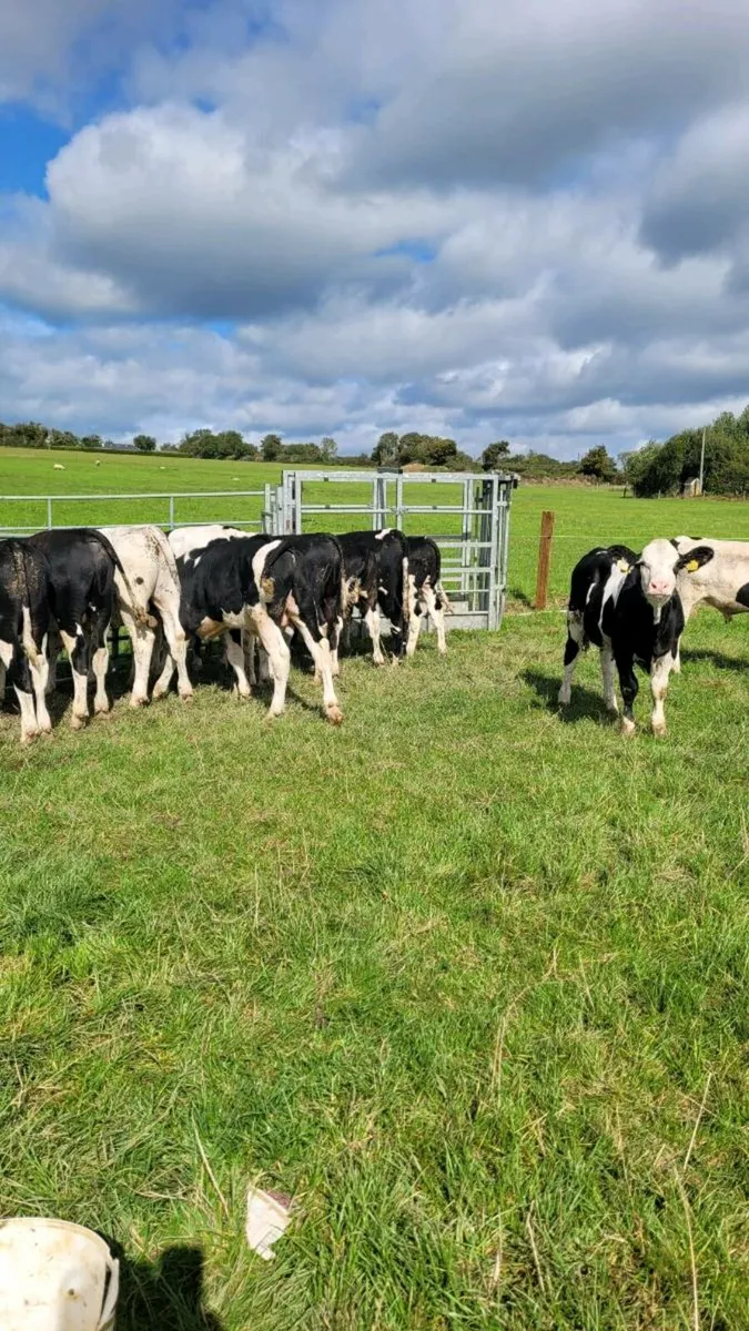 simmental weanling bulls - Image 4