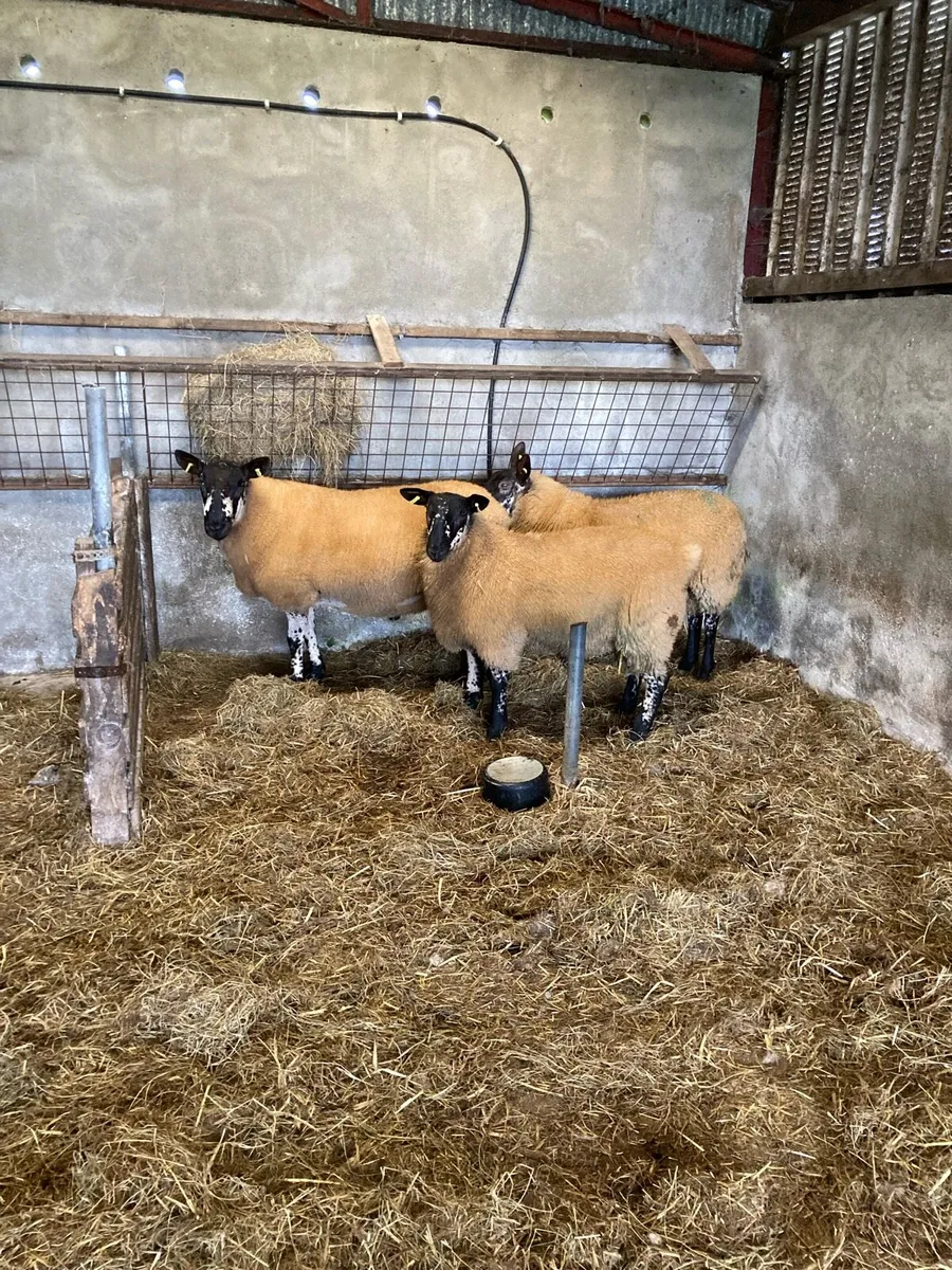 Milford ram lambs - Image 2