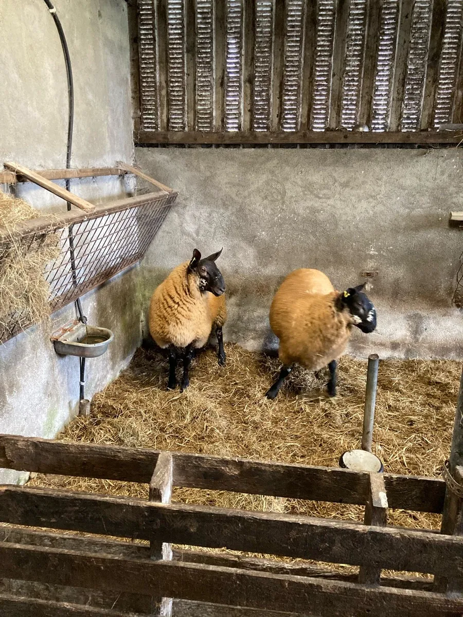 Milford ram lambs - Image 3