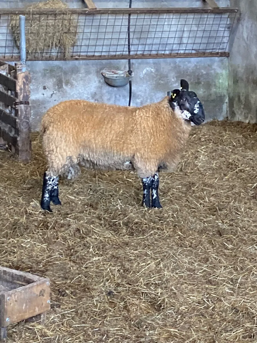 Milford ram lambs - Image 4