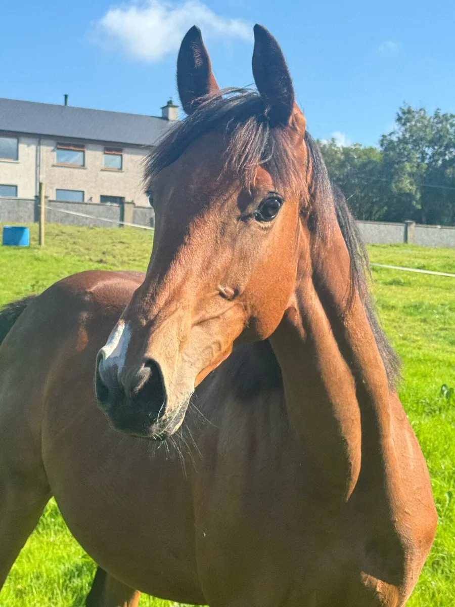 Event bred yearling - Image 1
