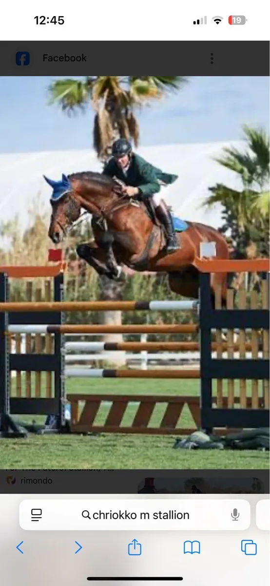 Event bred yearling - Image 3
