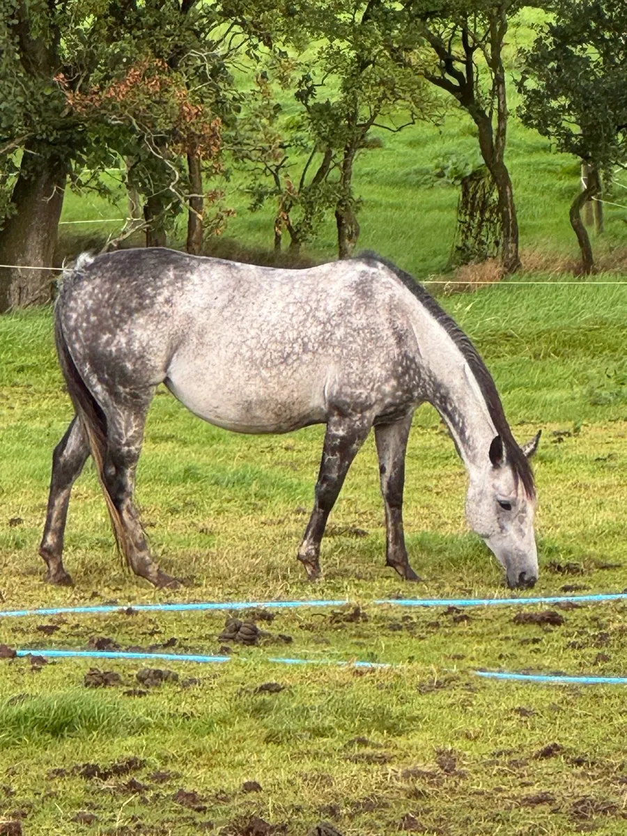 Event bred yearling - Image 4