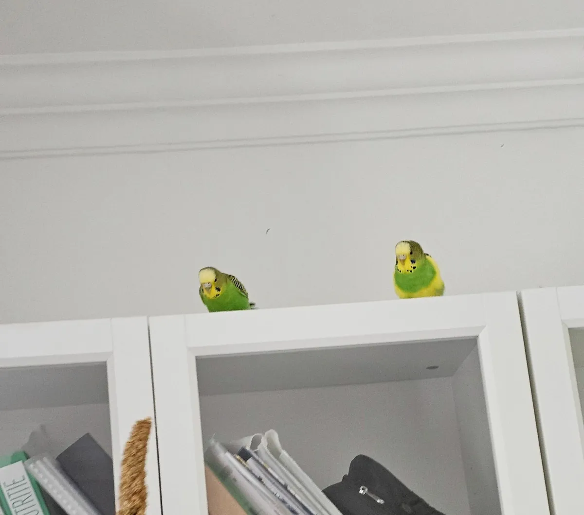 Budgies with cage and all toys - Image 4