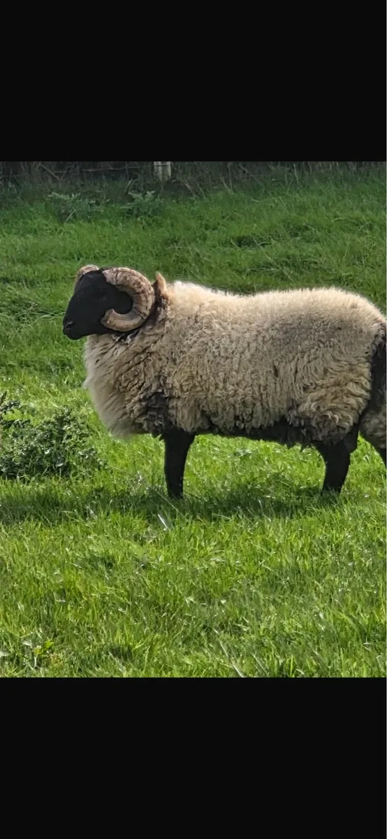 Blackface mountain horned rams - Image 1