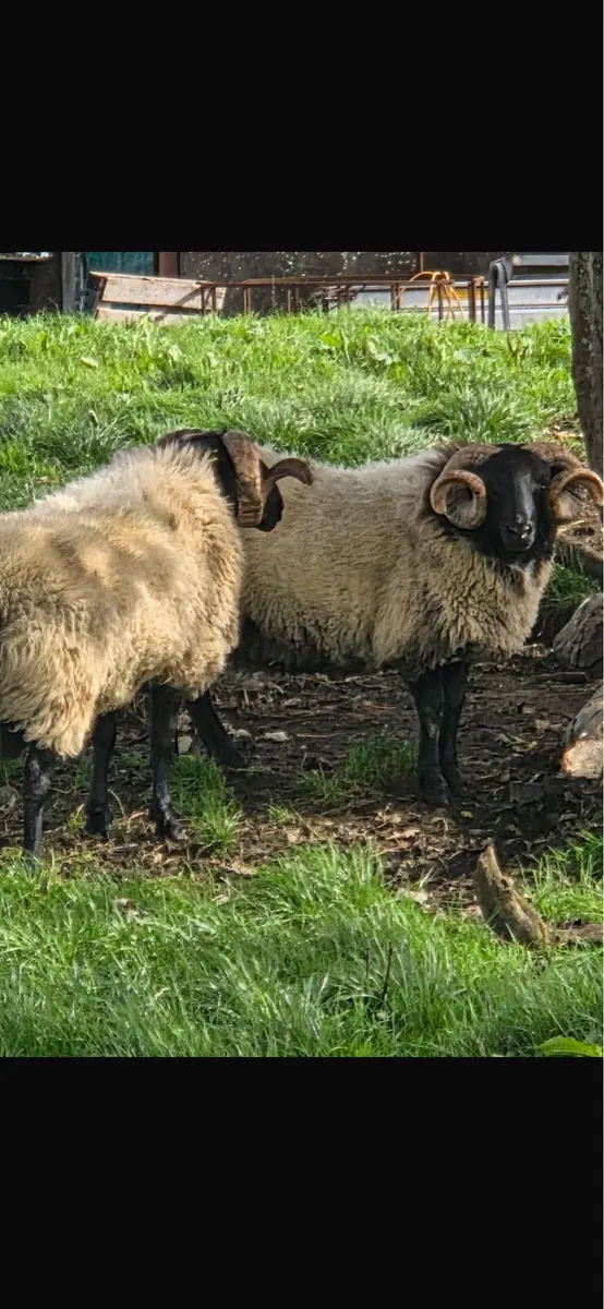 Blackface mountain horned rams - Image 2