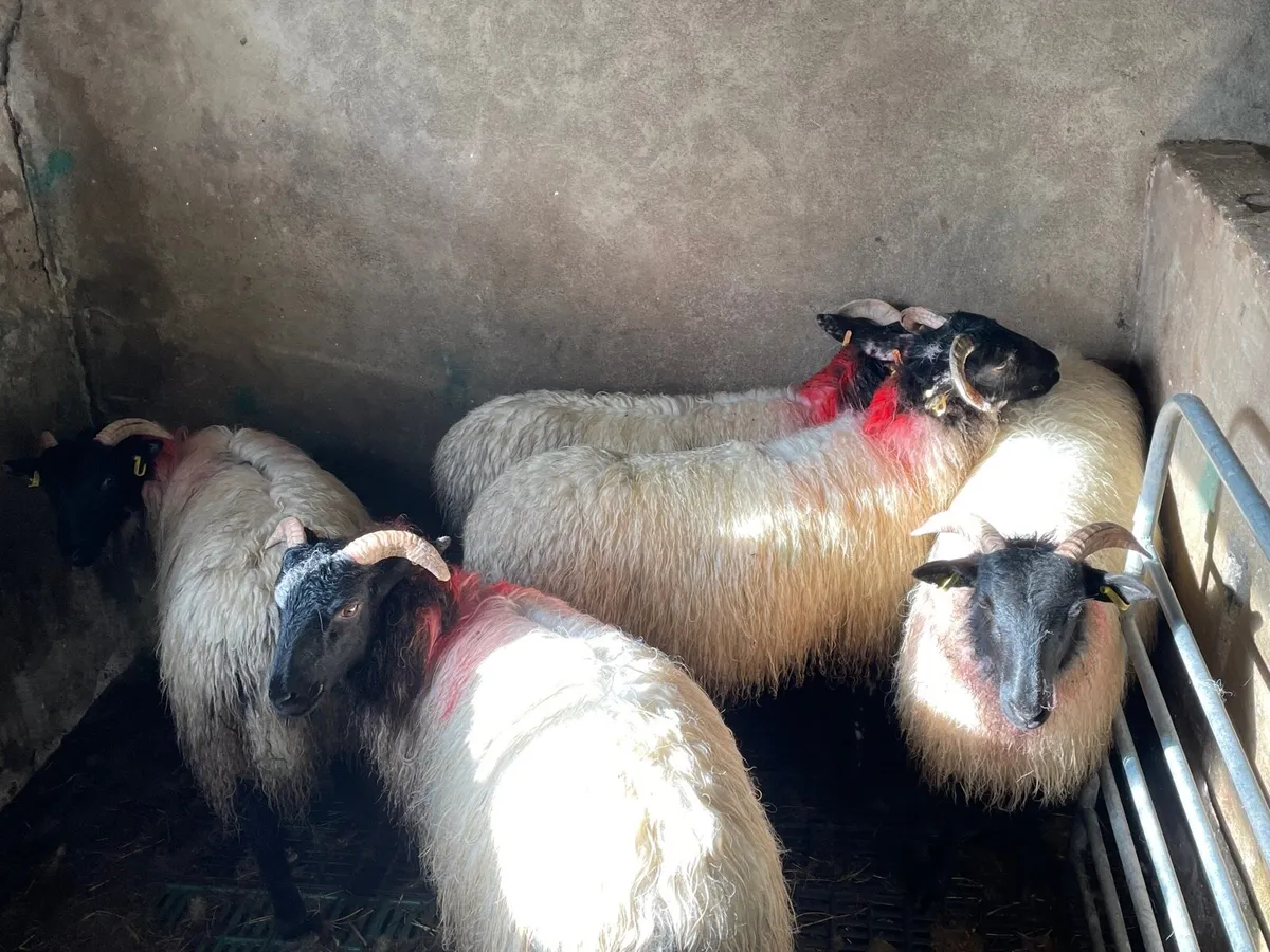 Lanark x mayo mountain ewe lambs - Image 2