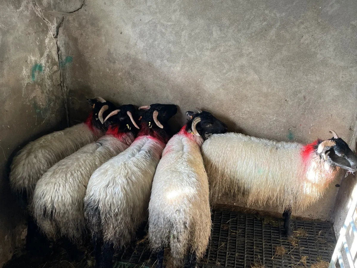 Lanark x mayo mountain ewe lambs - Image 3