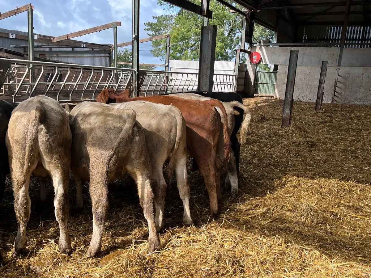 10 super  280 kg continental bull weanlings - Image 1
