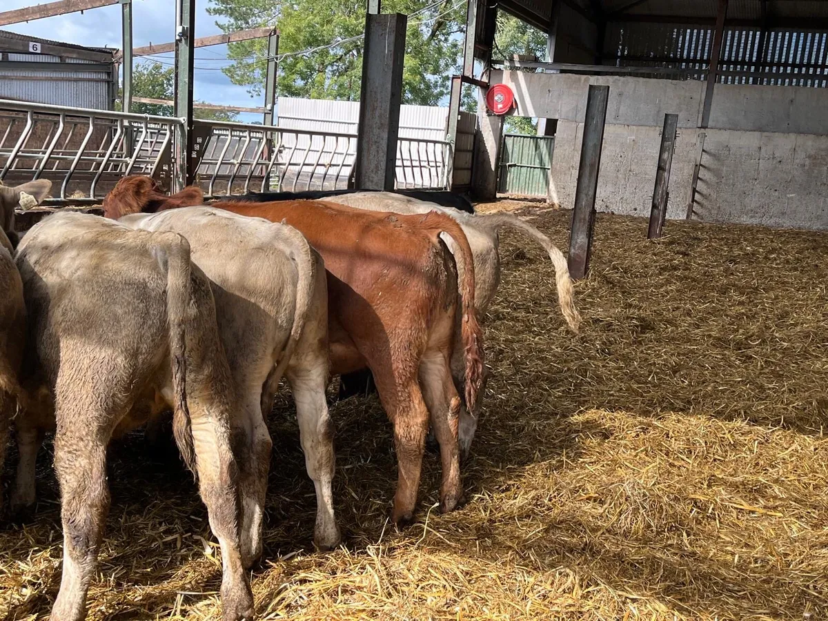 10 super  280 kg continental bull weanlings - Image 2